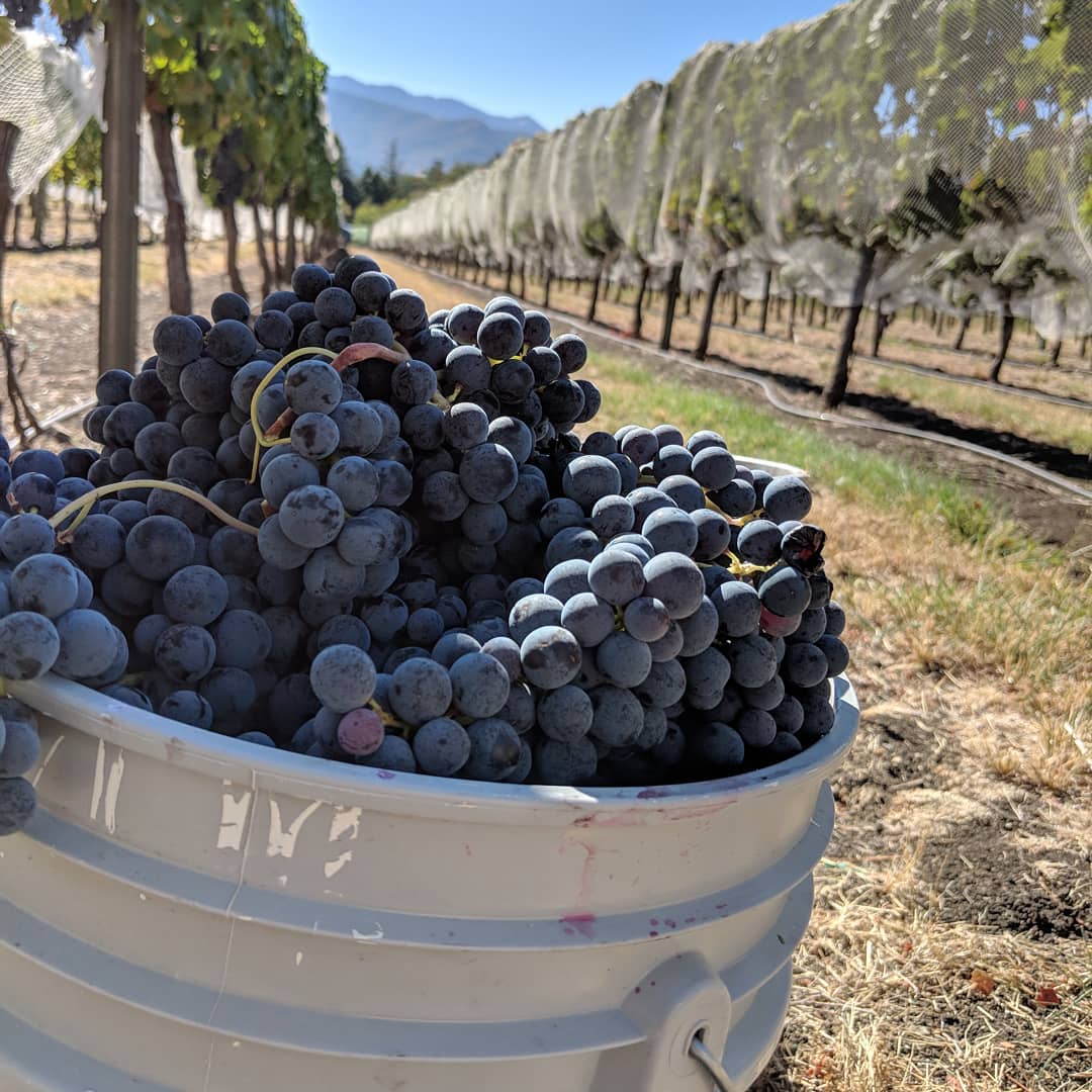 Rogue Valley Wine Country reporter Trish Glose visited Grizzly Peak Winery and spoke with vintner Al Silbowitz about 25 years of wine making.