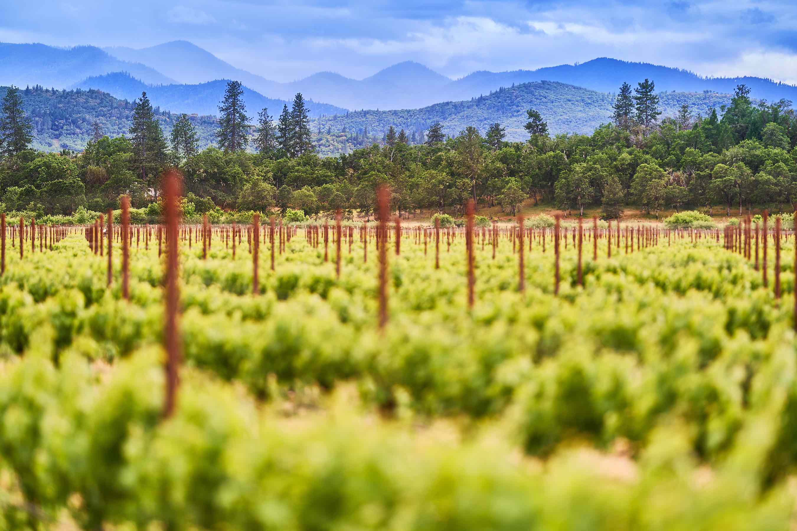 Writer Hannah Staab recently reported on ten American wine regions that she believes deserve more recognition and included Rogue Valley Wine Country in her roundup. Read what she had to say about our unique growing region.