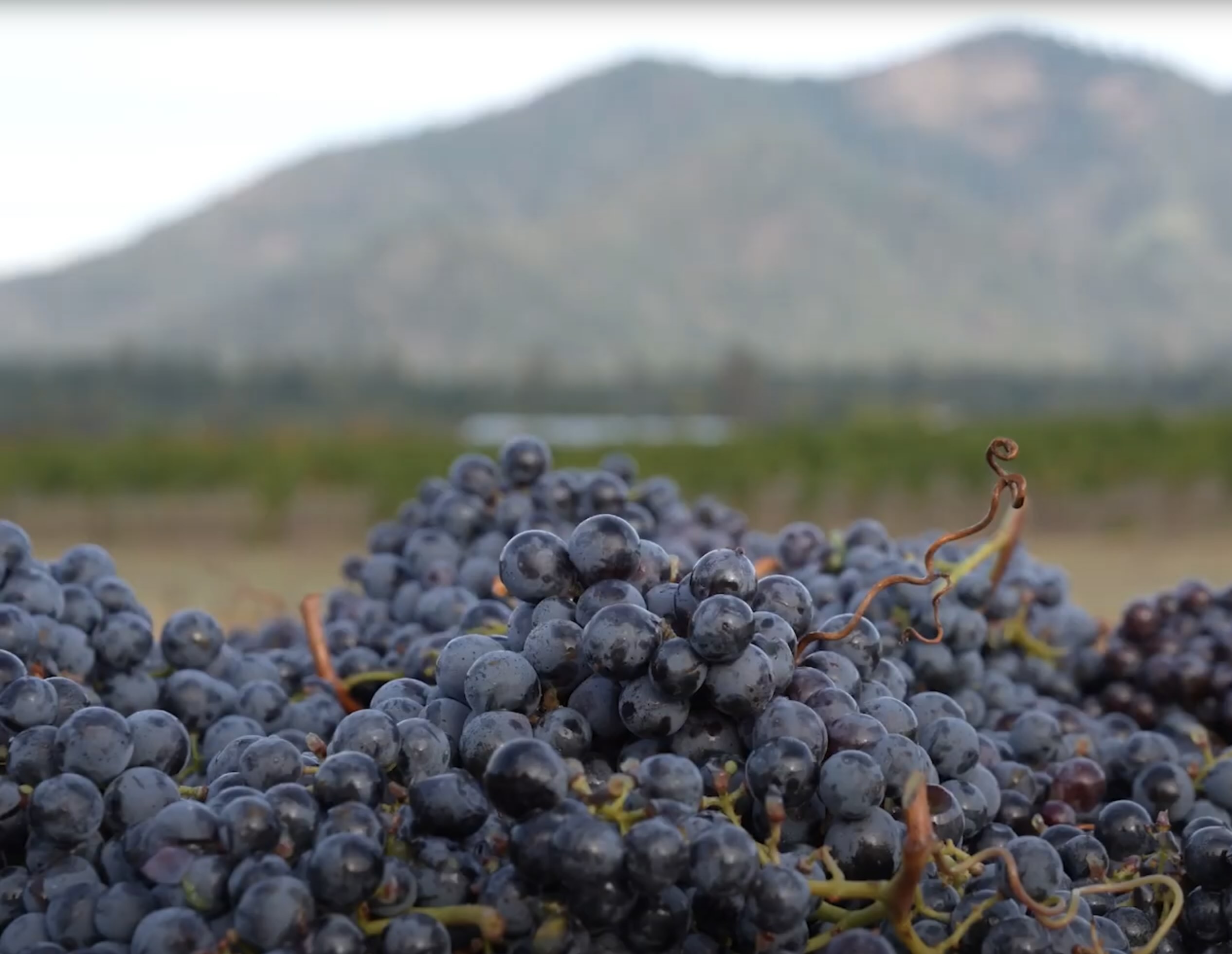 From bud break to harvest, to special visitors and incredible plates of food, 2023 was a good year for Rogue Valley Wine Country.